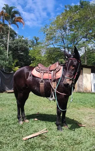 Mula preta mansa 