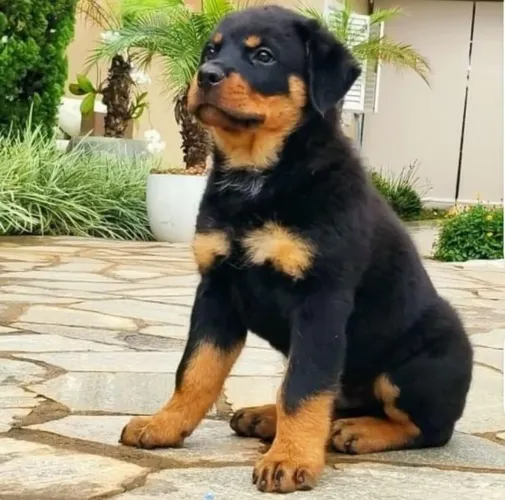 Rottweiler filhotinho 