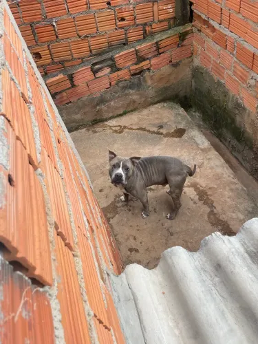 Pit bull
