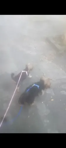 Vendo filhote de yorkshire, essa foto é os pais.