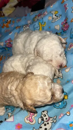 Poodle toyzinha feminhas p reserva 