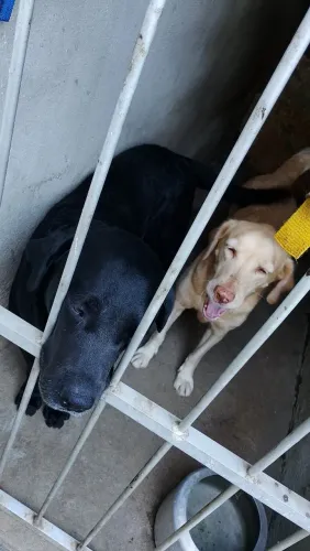 Adoção dois cães da raça labrador puros, macho e fêmea