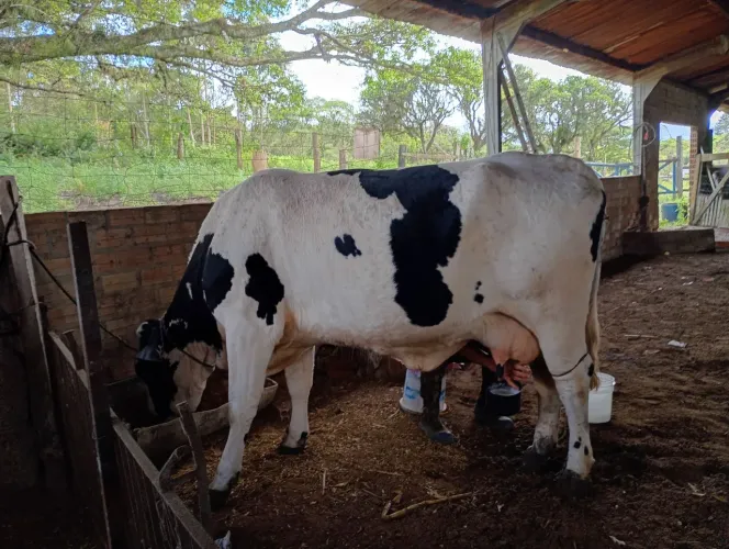 Vacas leiteiras