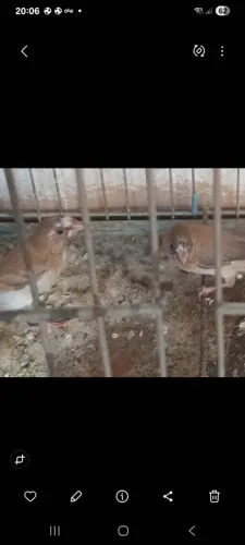 Animais de estimaçao