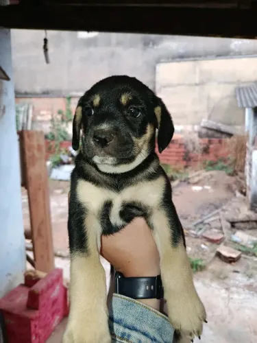 Doação de cachorros