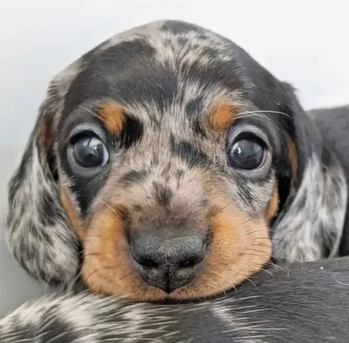 Basset Mini Filhotes Dachshund Alerquim. 