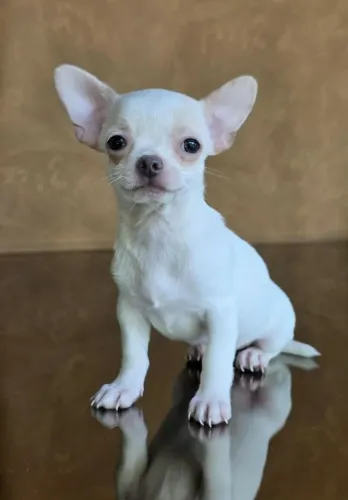 CHIHUAHUA MARAVILHOSOS 