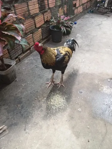 Galo mura
