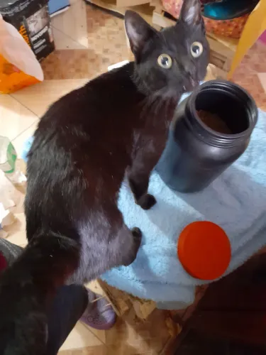 Gato pra doação