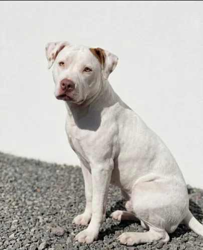 Pitbull Red Nose 
