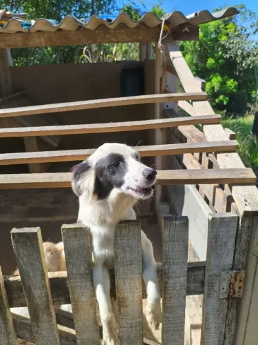 Bader collie 