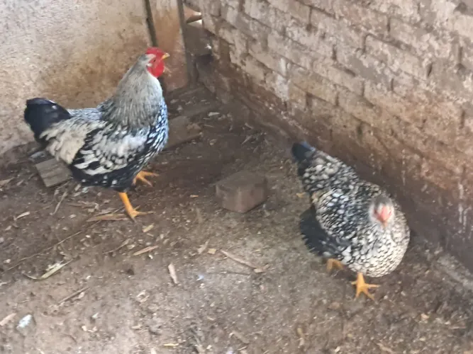 Casal de galinha wyandotte prata