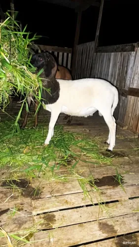 Borrego novo Dorper