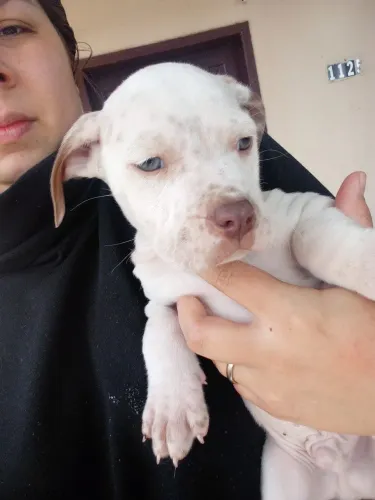 Filhotes de Pitbull albino