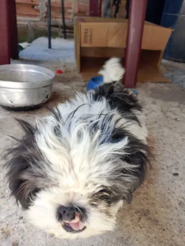 Vendes filhote de shih Tzu toy