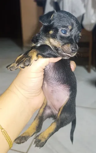 Pinscher fêmea 