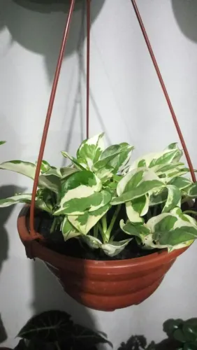 Plantas