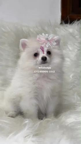 Princesinhas de Spitz Alemão anão á pronta entrega