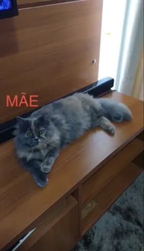 Fêmea de Gato Persa