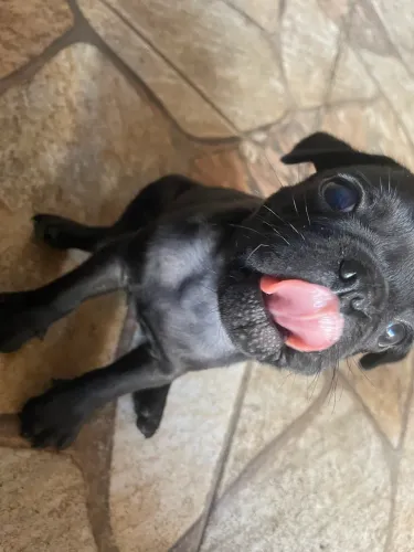PUG MACHO