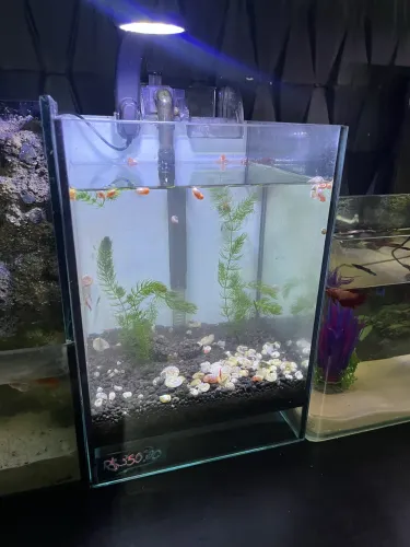 Aquário plantado 11lts 