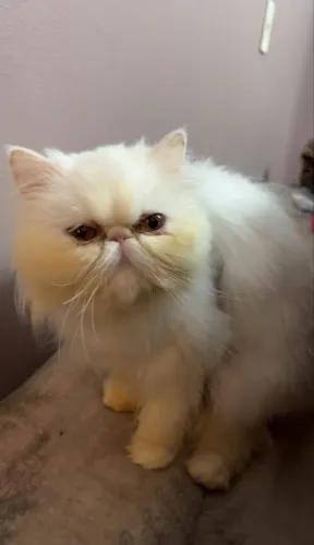 GATA PERSA BRANCA