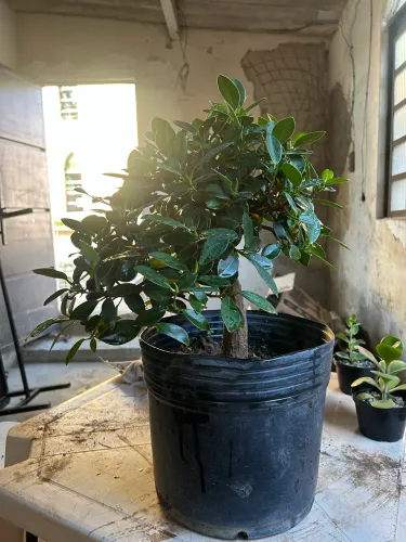Bonsai Grande
