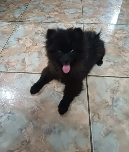 Spitz Alemão ou Lulu da Pomerania Macho 90 dias Lindíssimo