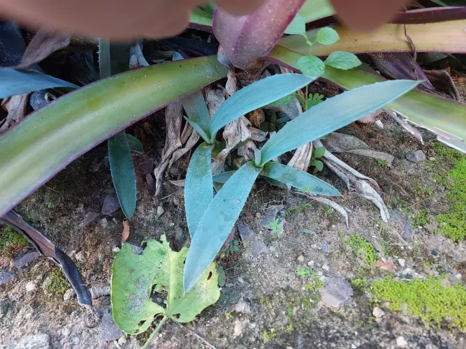 Planta Agave americana,