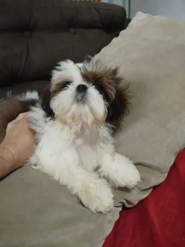 Cachorro