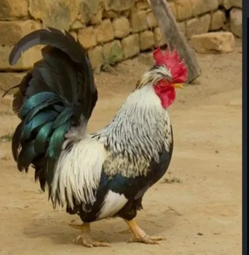 Galos Garnizé