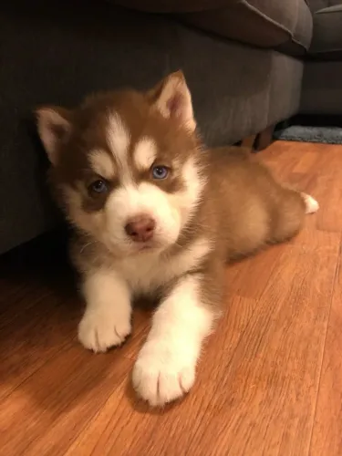 Filhote Husky femea cão grande e inteligente