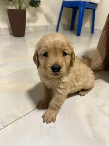 Golden retriever