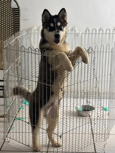 Vendo Husky Siberiano filhote de 4 meses