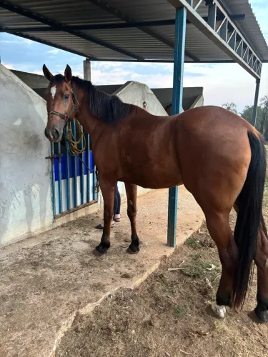 Vendo Égua quarto de Milha