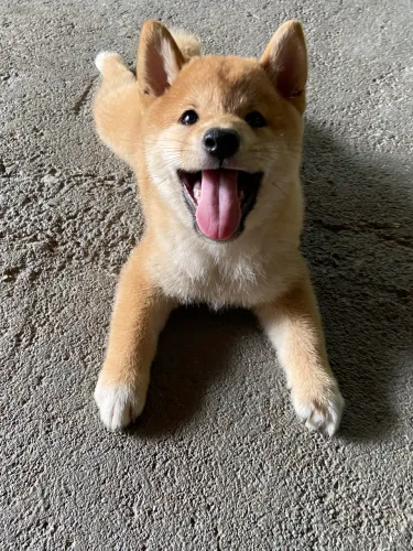 Shiba macho