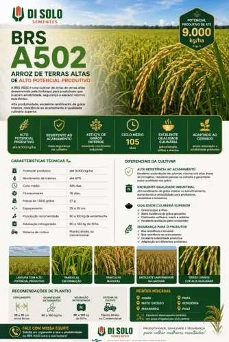 Arroz BRS 502 1kg/5kg/10kg/20kg