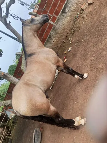 Cavalo Manga Larga Machador