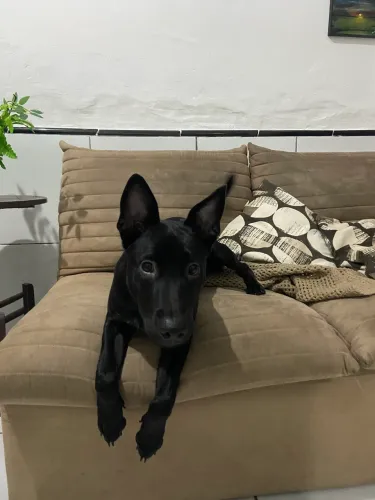 Filhote de labrador com vira lata, DOAÇÃO
