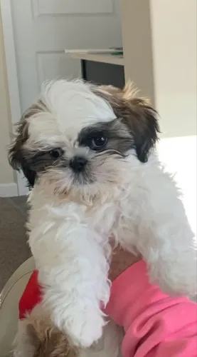 Shih Tzu Um cachorrinho para deixar sua casa ainda mais feliz agora