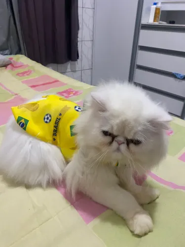 PROCURO FÊMEA - GATO PERSA