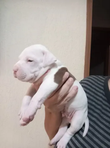 Filhote de Pitbull