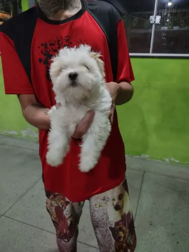 Vende-se um cachorro shitzu com 2 meses macho branco muito lindo 280 pra ir em bora rapido