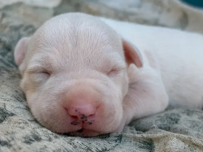 Pitbull
