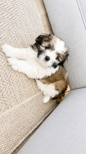 Shih Tzu Pequeno no tamanho, gigante no calor humano