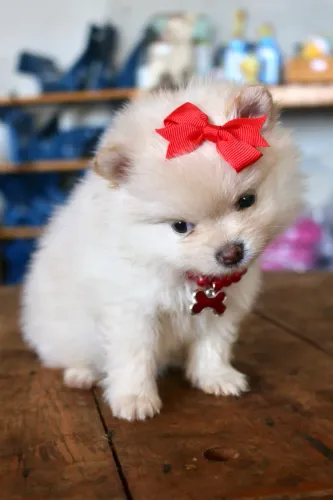 LULU DA POMERANIA SPITZ ALEMÃO