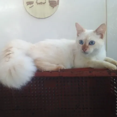 Gatinho para Adoção Responsável - Miquéias (FeLV+)
