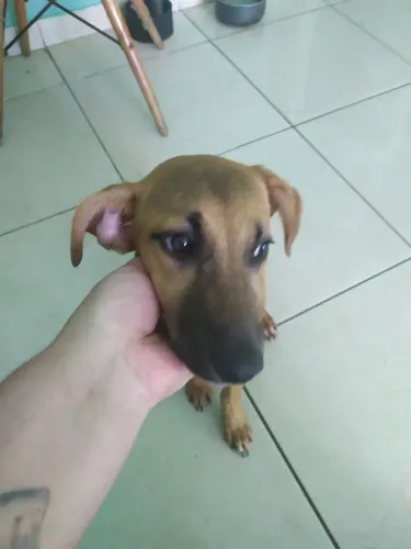 Doasse cachorra