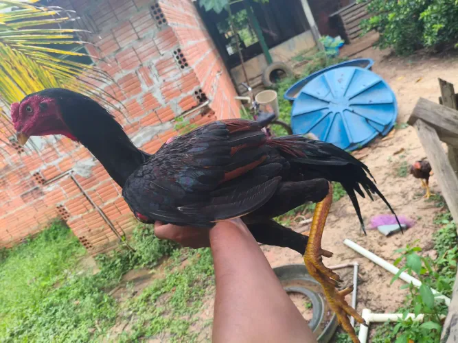 Vendo um galo indiano 