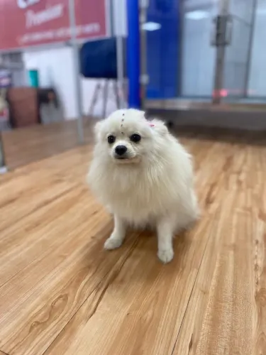 Lulu Pomerania